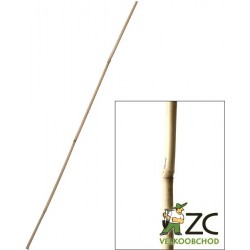 Tyč bambusová 240cm 20-22