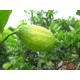 Citrus limon 80/100 cm