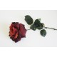 Um. Růže Bordeaux