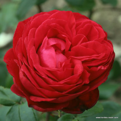Růže TIAMO 2L velkokvětá