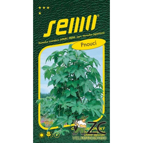 Chmel japonský Humulus