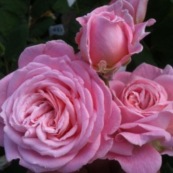 Růže ROSENGRÄFIN MARIE HENR. 2L