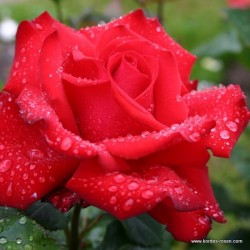 Růže GRANDE AMORE velkokvětá 2L ADR